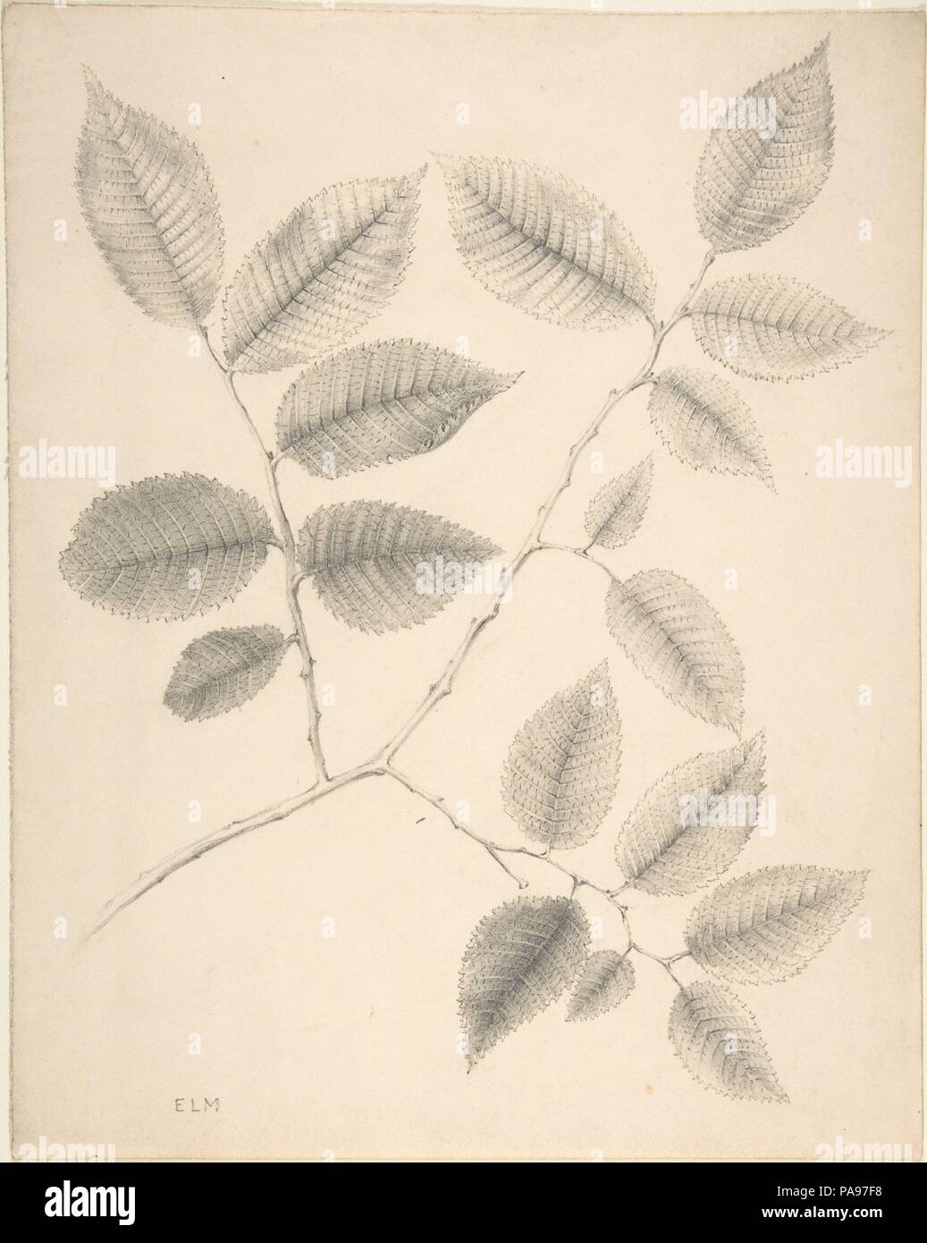 Elm verlässt. Artist: Anonyme, Briten, 19. Maße: Blatt: 11 7/8 x 9 7/16 in. (30,1 x 24 cm). Datum: 19. Museum: Metropolitan Museum of Art, New York, USA. Stockfoto
