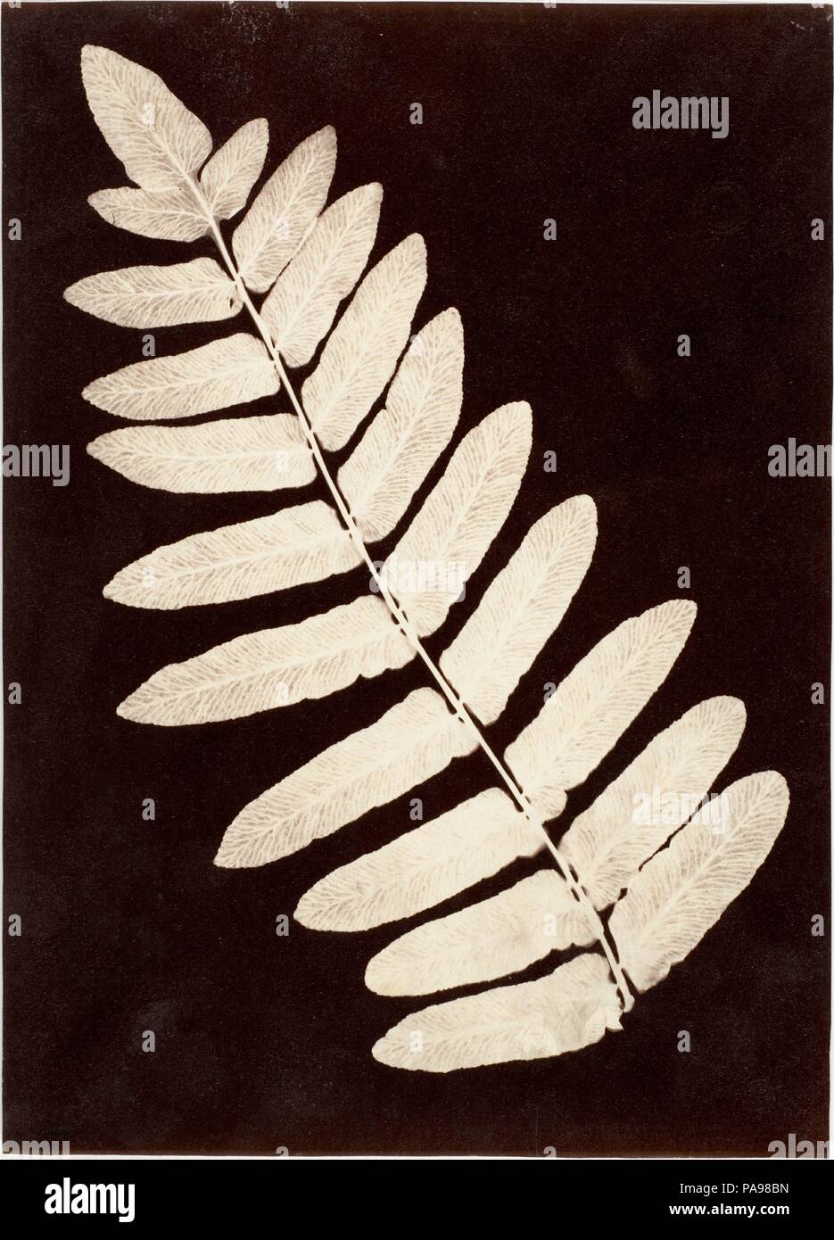 [Botanische Muster: Fern]. Artist: Unbekannt (British). Abmessungen: Bild: 20,6 x 14,7 cm (8 1/8 x 5 13/16 in.). Datum: 1855-60. Museum: Metropolitan Museum of Art, New York, USA. Stockfoto