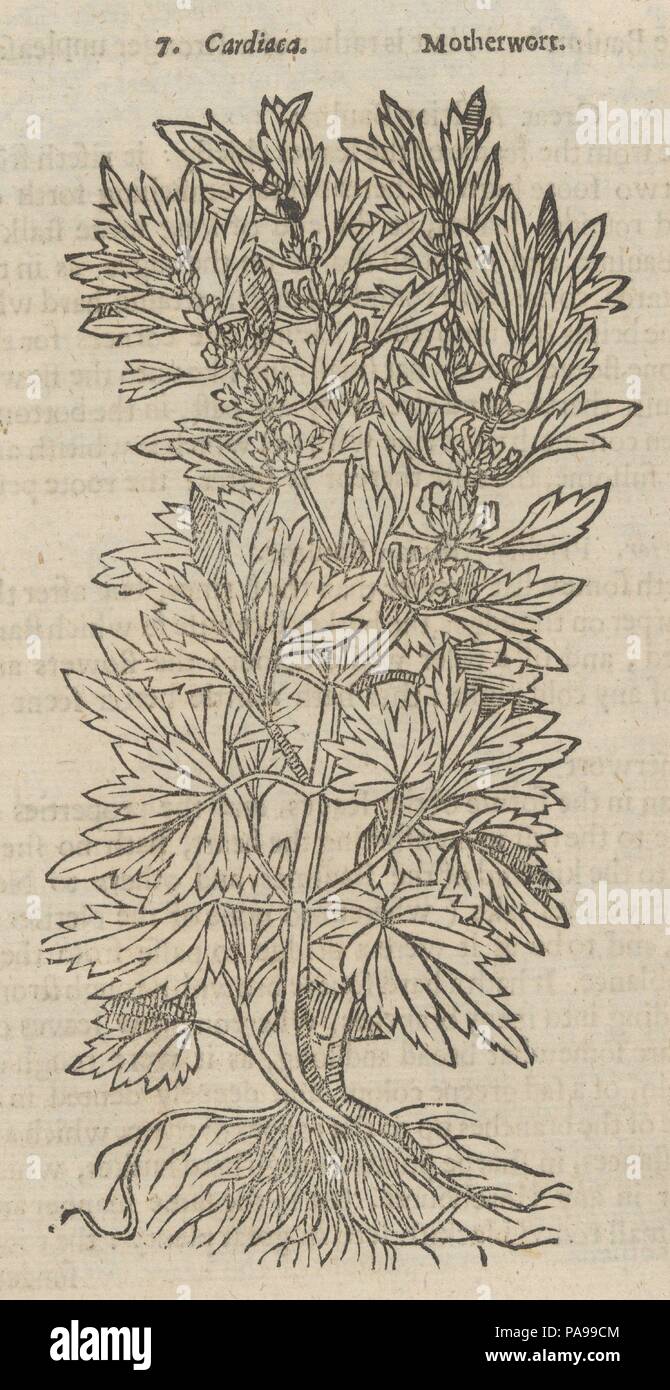 Theatrum Botanicum, das Theater von Pflanzen oder eine universelle und Compleat Herball. Autor: John Parkinson (British, 1567-1650). Binder: bayntun (Bath, England). Abmessungen: 14 3/16 x 9 7/16 x 4 5/16 in. (36 x 24 x 11 cm). Engraver: Titel Seite eingraviert, die von William Marshall (Briten, aktive 1617-1649/50). Drucker: Thomas Cotes (Britisch, gestorben 1641). Sitter: Porträt auf der Titelseite von John Parkinson (British, 1567-1650). Datum: 1640. Museum: Metropolitan Museum of Art, New York, USA. Stockfoto