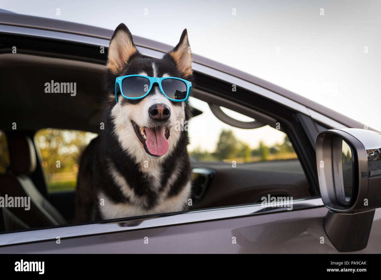 Husky Hund in Sonnenbrille Reiten in Mini Van im Sommer Stockfoto