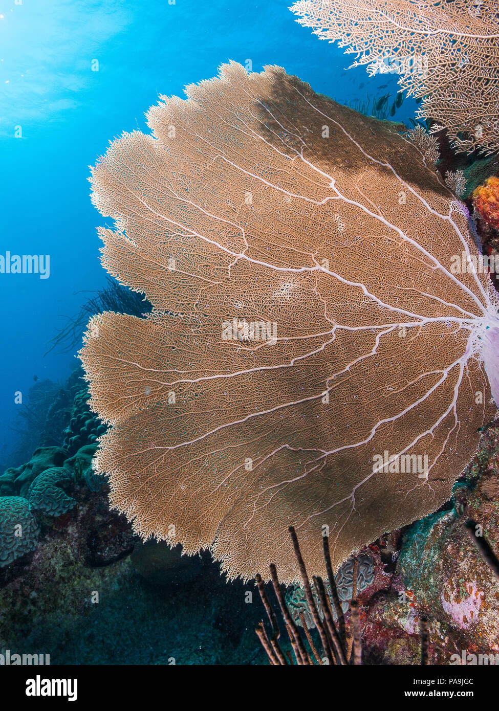 Gorgonia flabellum Venezuela - Los Roques Stockfoto