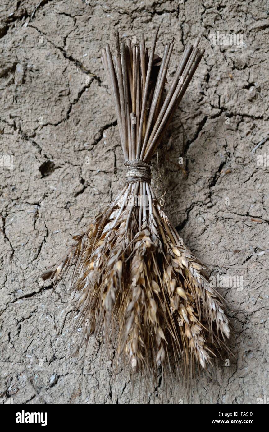 Amulett Bündel von Weizen, um das Haus zu schützen vor bösen Geistern in SALALA 'Las Huaringas' - HUANCABAMBA.. Abteilung von Piura. PERU Stockfoto