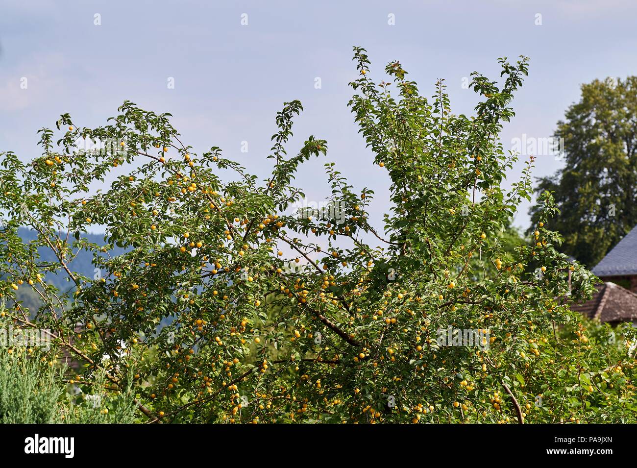 Mellow Mirabellen kleine gelbe Pflaumen auf einem Zweig. Stockfoto