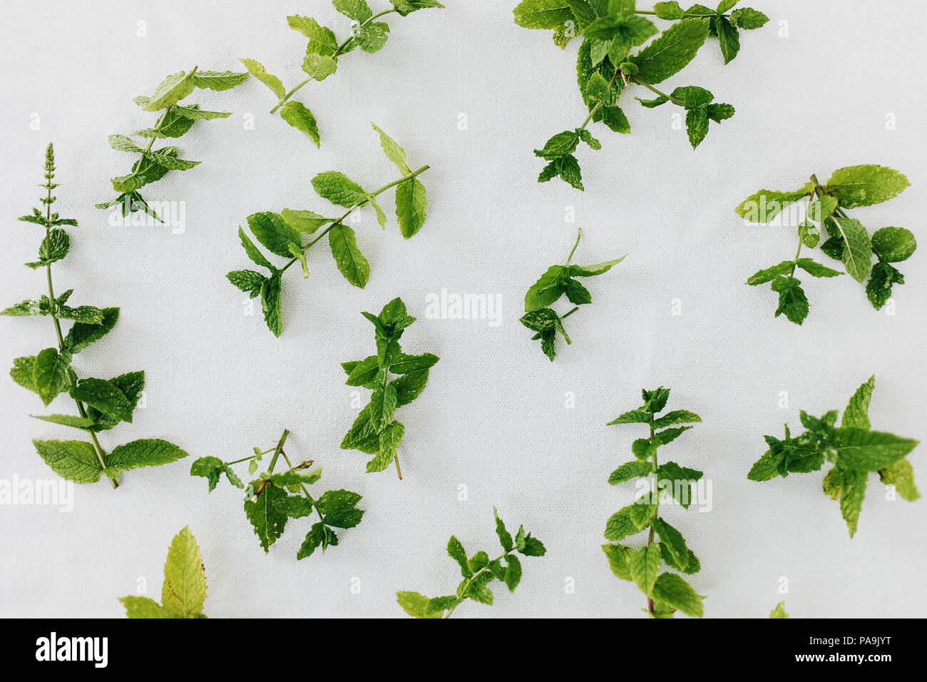 Pfefferminze Blätter frisch geschnitten und auf weißem Hintergrund  verstreut. Erhaltung Pfefferminz Aroma durch natürliche Luft-trocknen.  Direkt oberhalb, isoliert Stockfotografie - Alamy