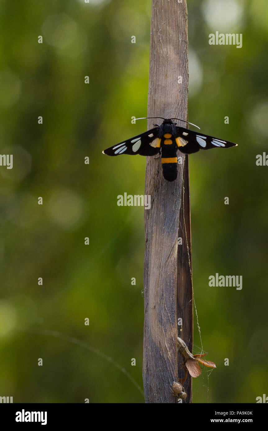 Vor und nach dem Gesicht eines Schmetterlings Stockfoto