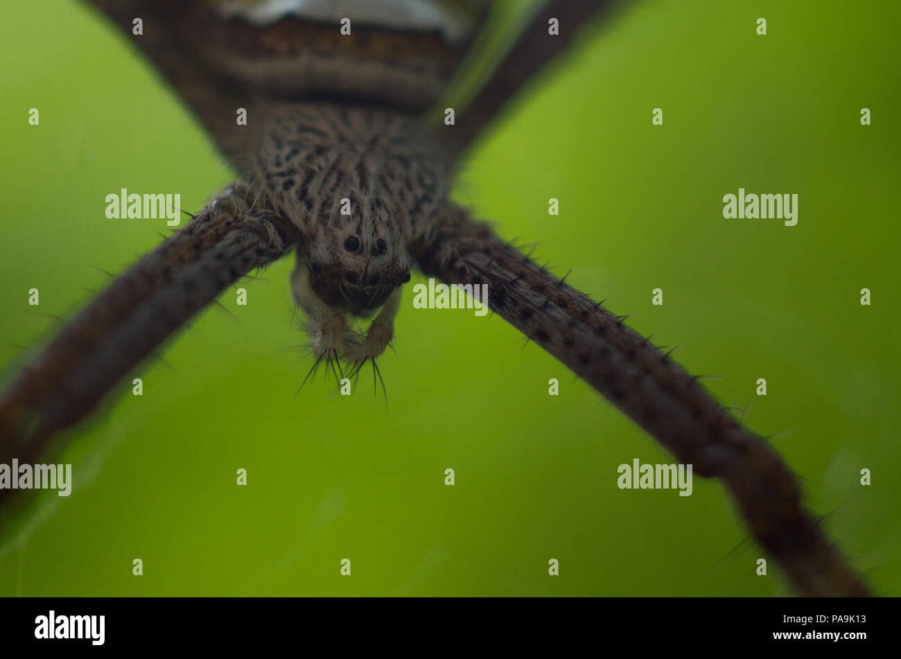 Spider X Stockfoto