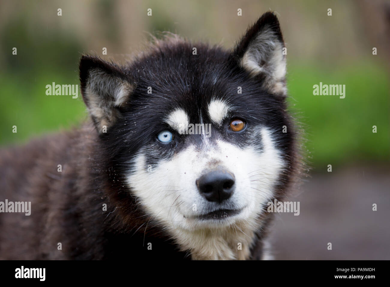 Siberian Husky, Russland Stockfoto