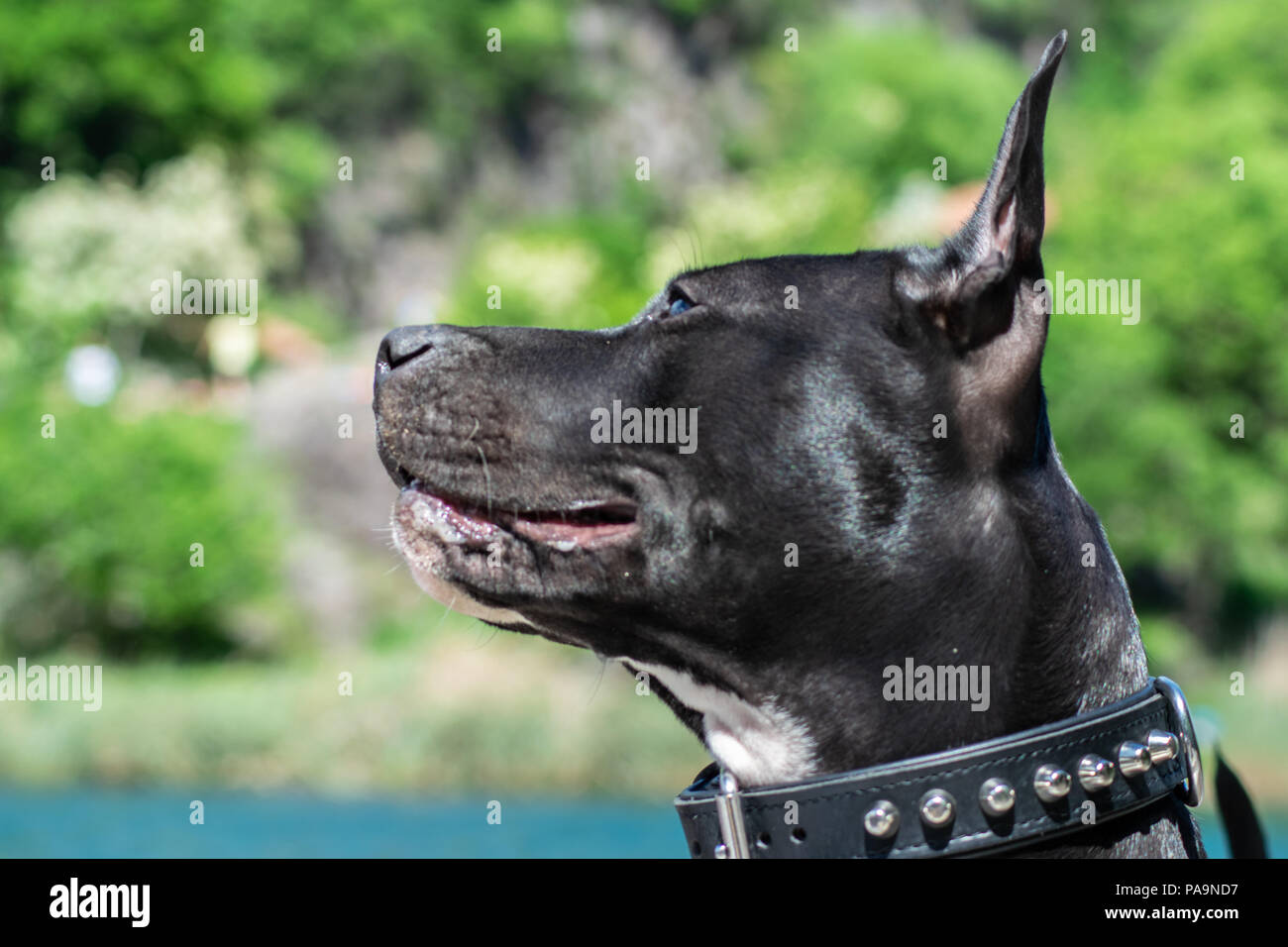 Amstaff auf dem See Stockfoto