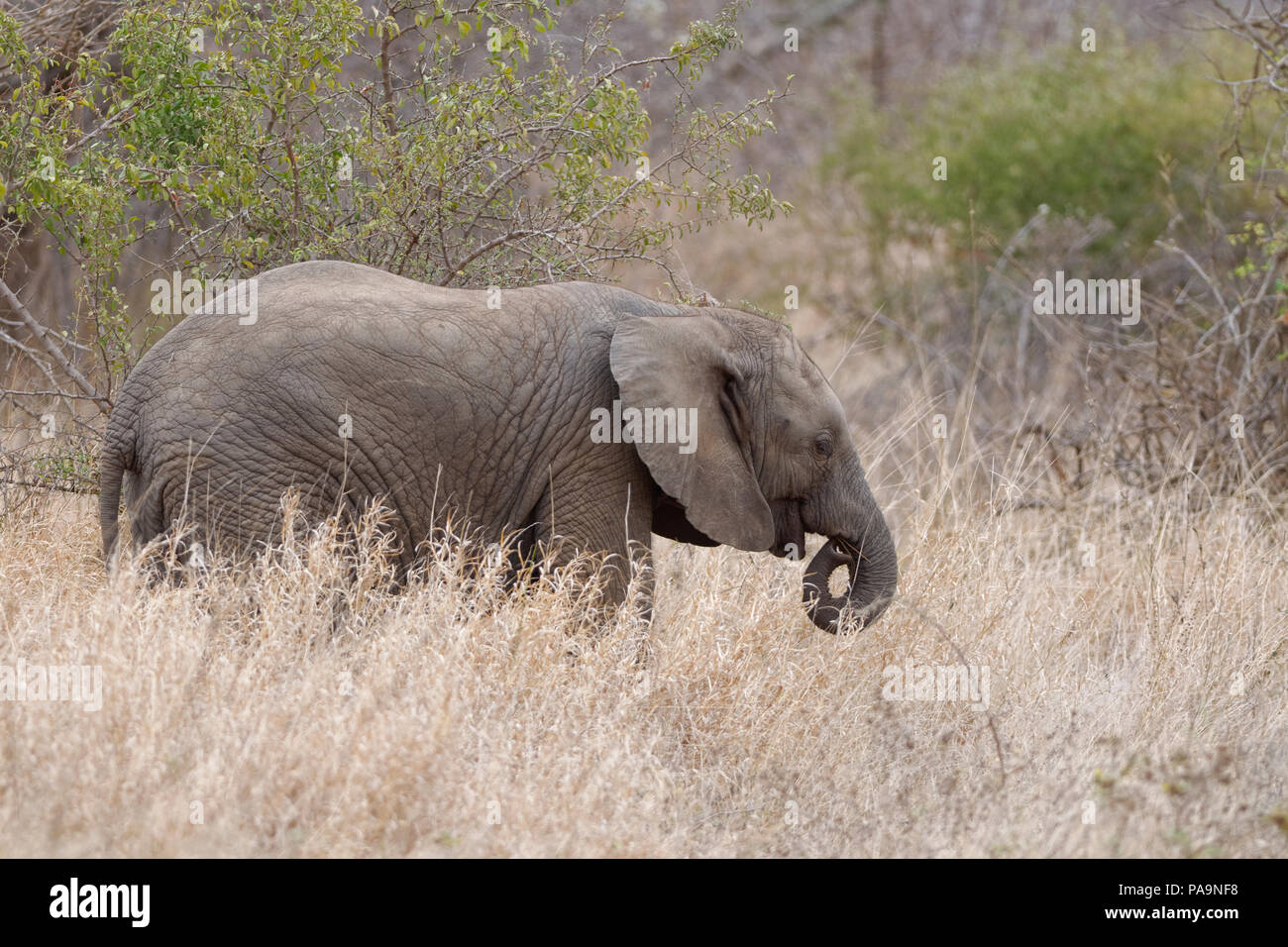 Afrikanischen Busch Elefant (Loxodonta africana), Tier Babys auf trockenem Gras, Krüger Nationalpark, Südafrika, Afrika Stockfoto