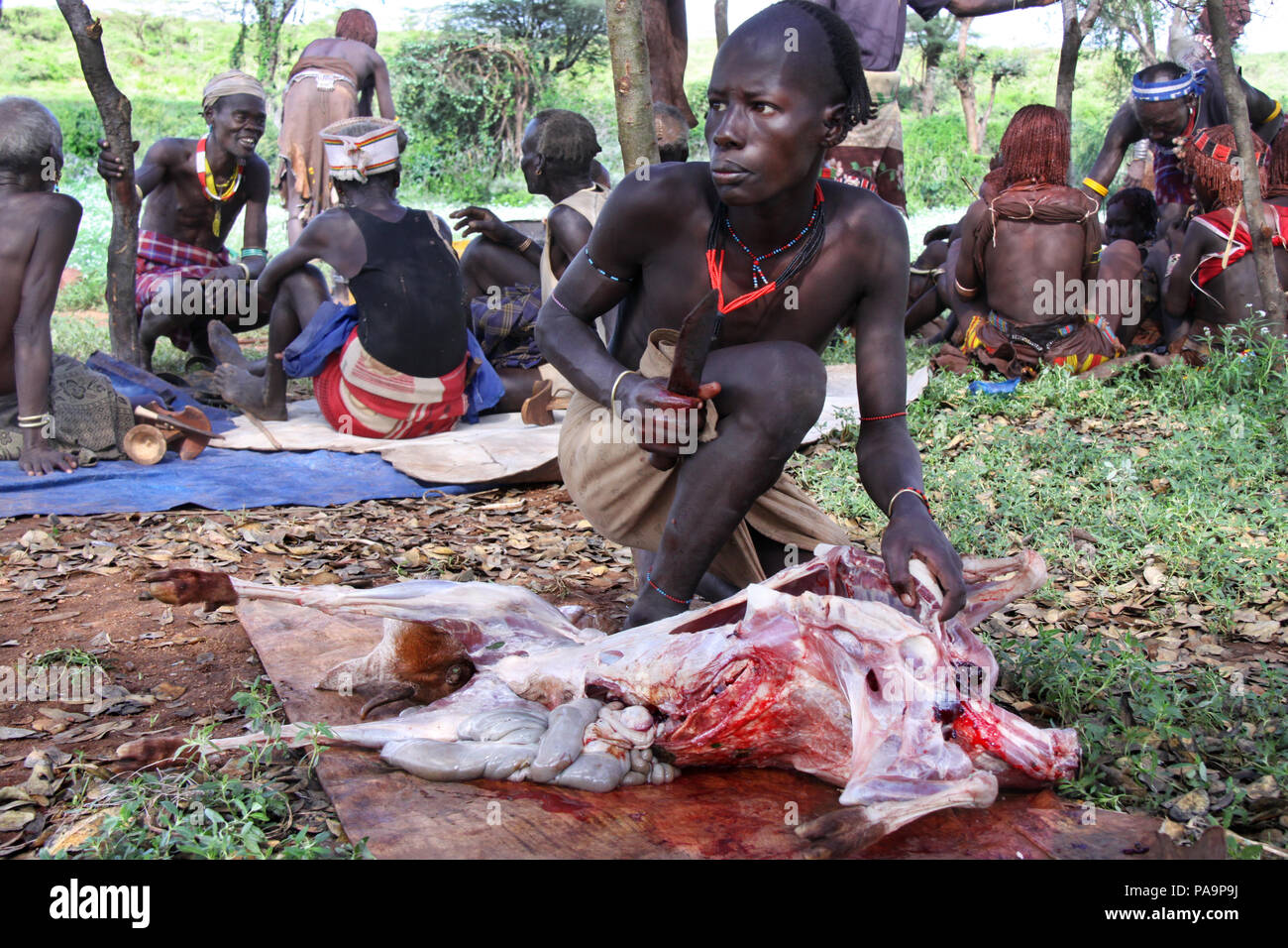 Eine Hamer Mann bricht eine Ziege vor einem Stier springen Zeremonie (Ukuli ritual) von Hamer Hamar Stamm, Äthiopien Stockfoto