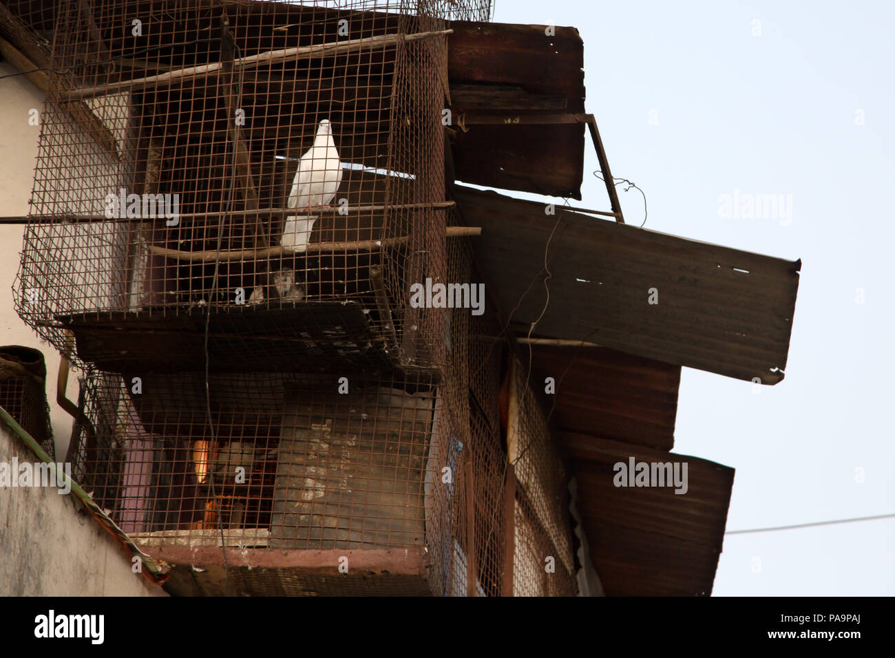 Weiße Taube in einem Käfig in der Arif Nagar Gegend, in der Nähe der verlassenen Union Carbide industriellen Komplex, Bhopal, Indien Stockfoto