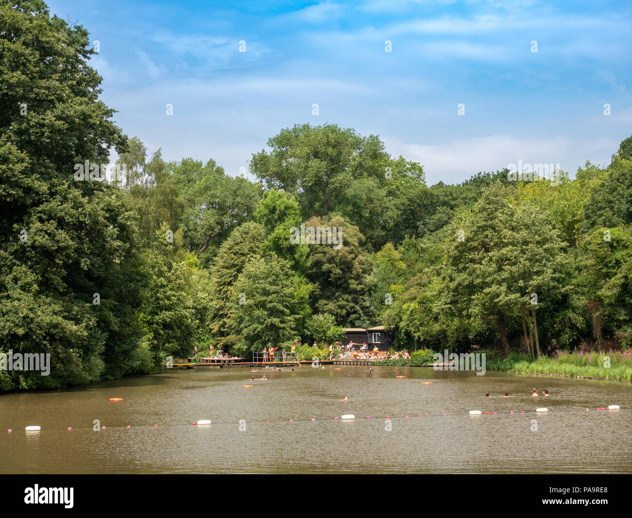 Hampstead Heath gemischt Teich, London, UK Stockfoto