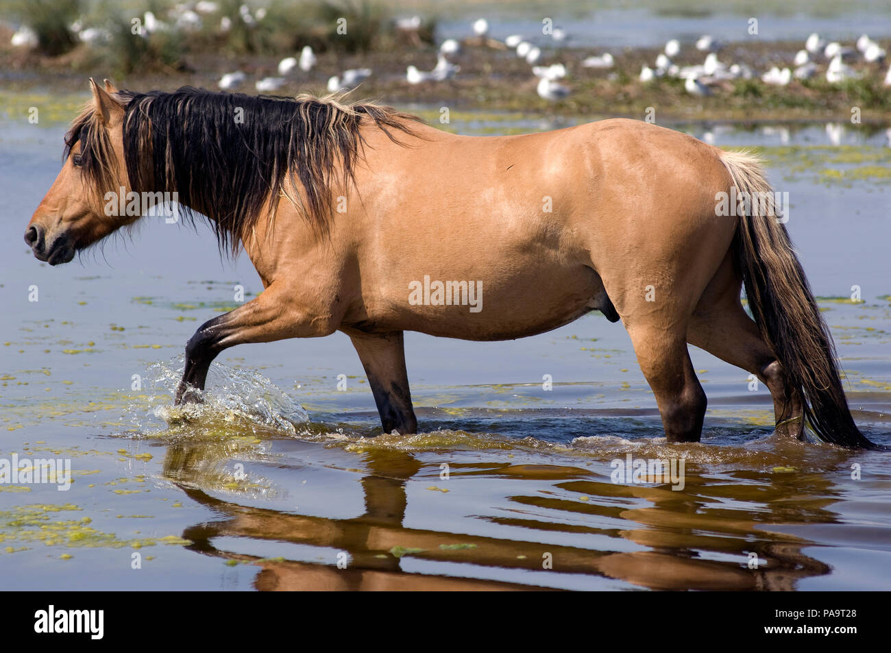 Henson's Horse-Kreuzung das Wasser Cheval Henson - Traversant l'eau Equus caballus Stockfoto