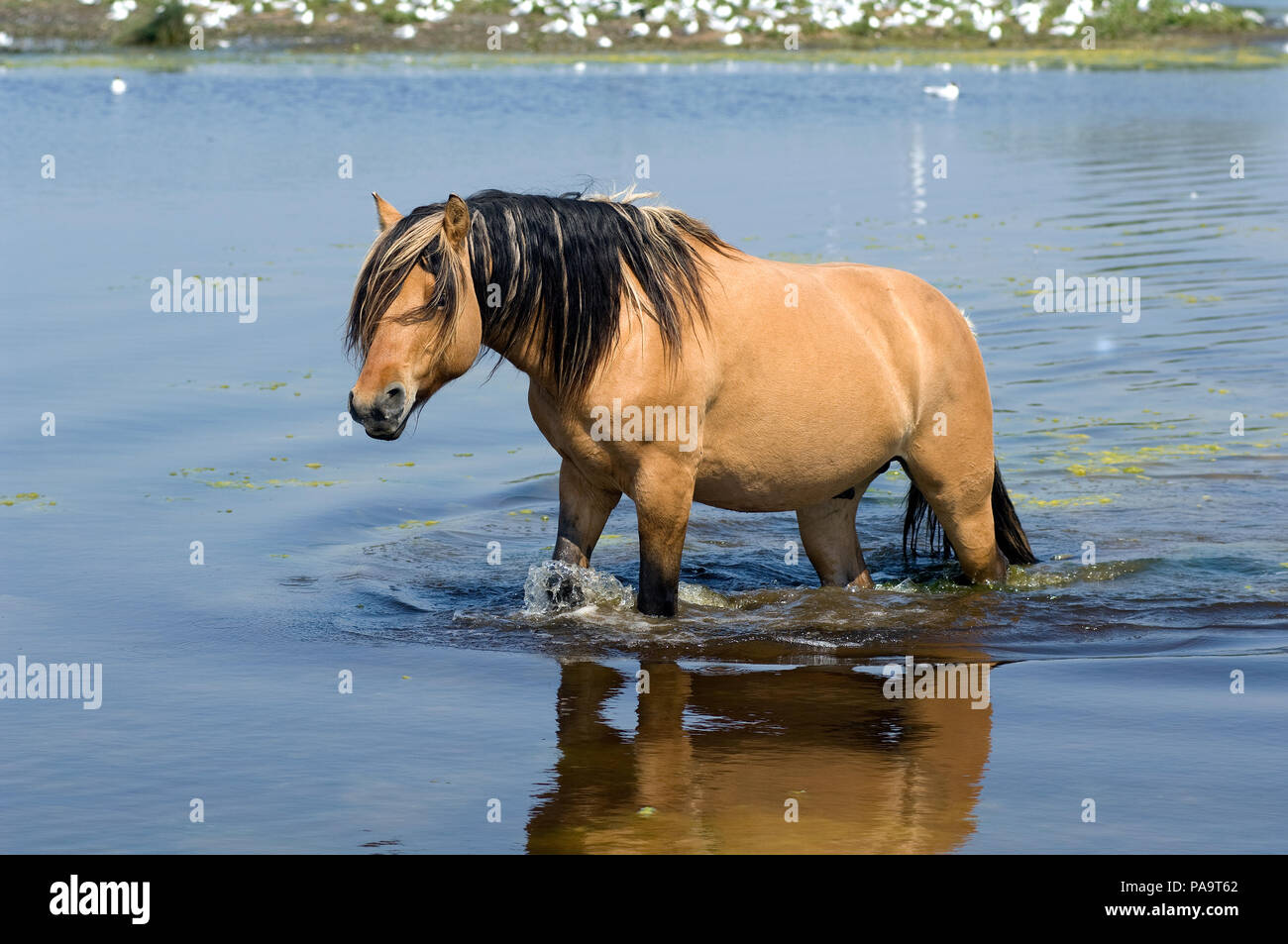 Henson's Horse-Kreuzung das Wasser Cheval Henson - Traversant l'eau Equus caballus Stockfoto