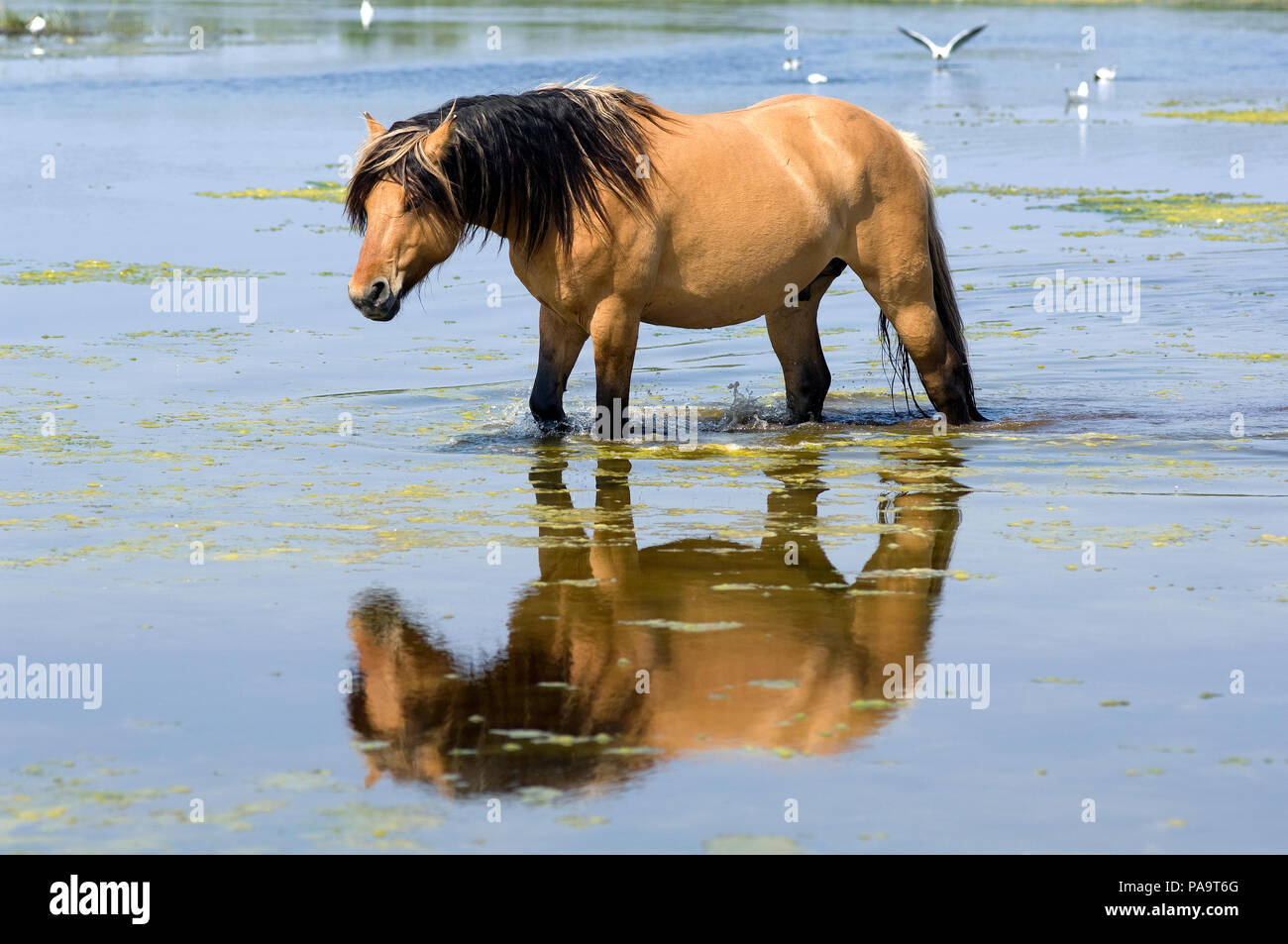 Henson's Horse - Überschreiten der Wasser (Equus caballus) - reflektierende Cheval Henson Stockfoto