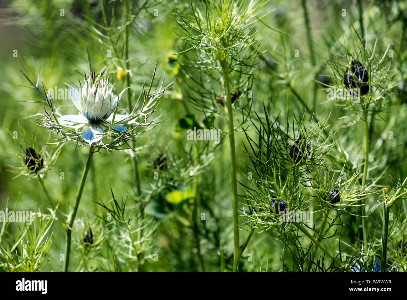 Blumen und Blüten sowie deren Knospen der Liebe-in-a-Mist (Nigella damascena) Stockfoto