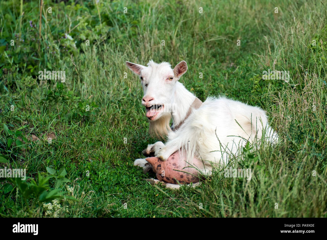 Weiß inländischen Ziegen blöken in Empörung (Capra aegagrus hircus) Stockfoto
