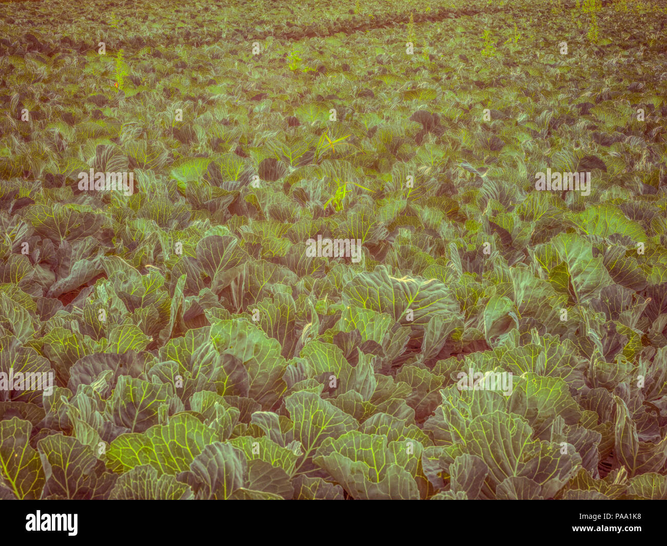 Bereich der junge Kohl während der Sunrise Stockfoto