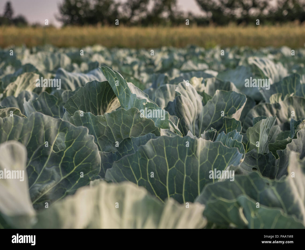 Bereich der junge Kohl während der Sunrise Stockfoto