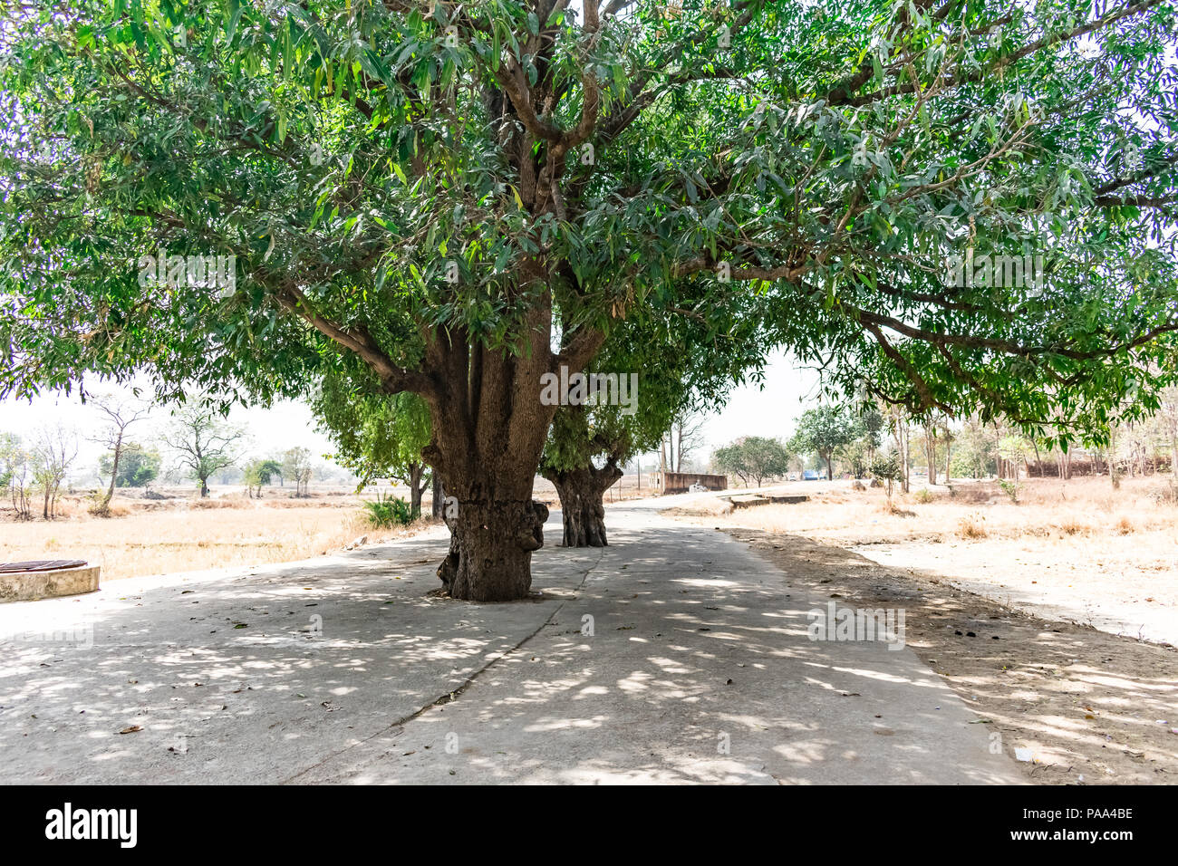 Eine große grüne Mango Bäume in der Mitte eines ländlichen Dorfes Straße Ansicht schließen einmal aussah. Stockfoto