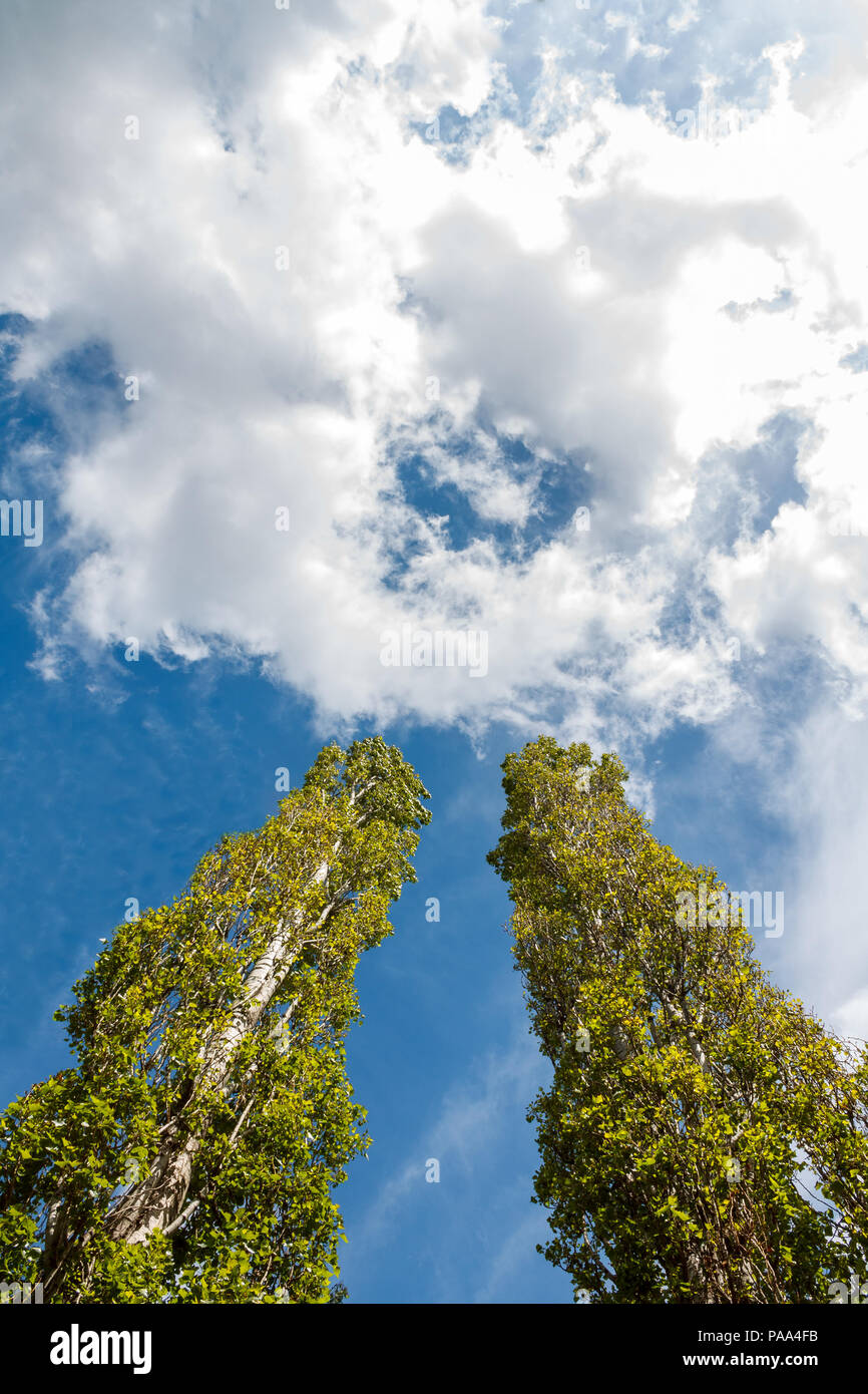 Zwei große grüne Pappeln wachsen gegen den blauen Himmel und weiße Wolken in der Form eines Kreises. Stockfoto