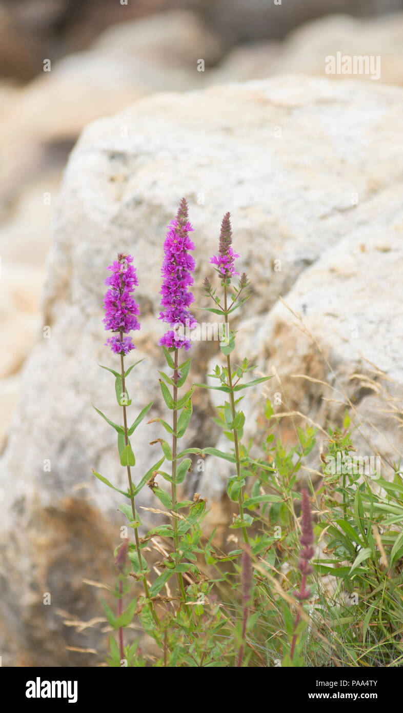 Blutweiderich (Lythrum salicaria) wachsende entlang der Küste in Ocean Point, Maine, USA wild Stockfoto