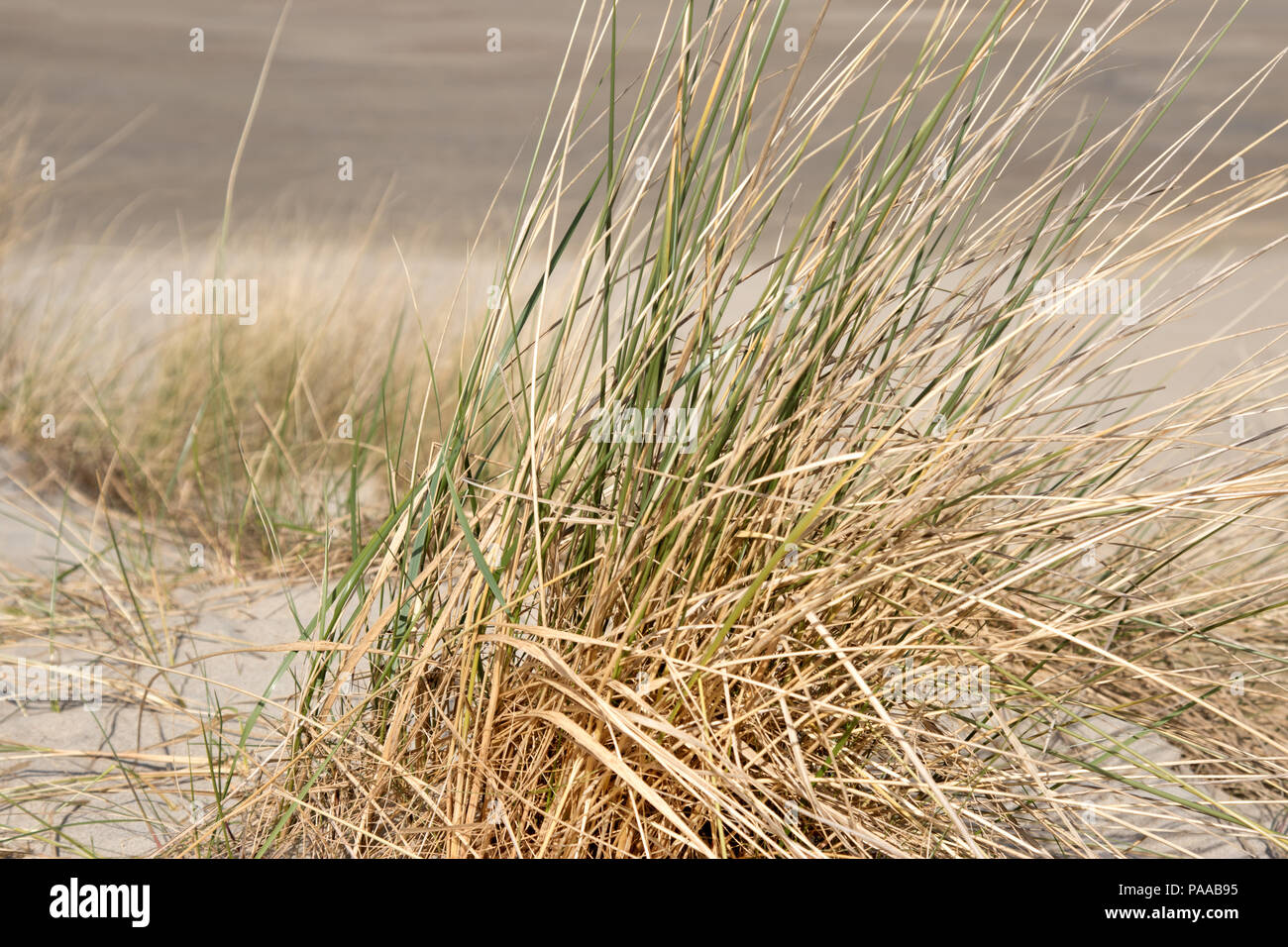 Dünen mit Patches von Gras, Domburg, Holland Dune Grass am Strand Stockfoto