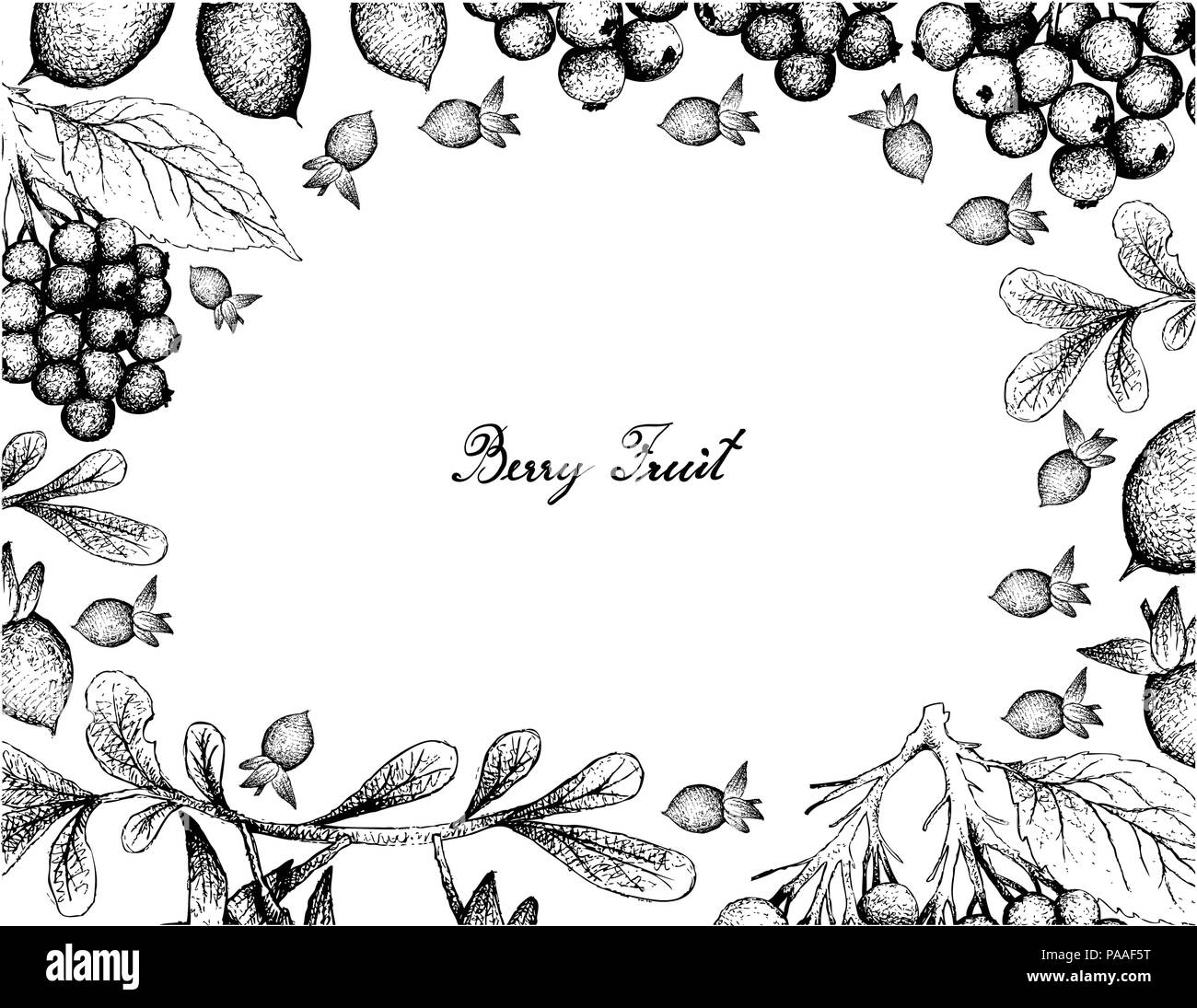Beerenfrucht, Illustration Hand gezeichnete Skizze von Holunder oder Sambucus Nigra und Diospyros Lycioides Früchte isoliert auf weißem Hintergrund. Stock Vektor