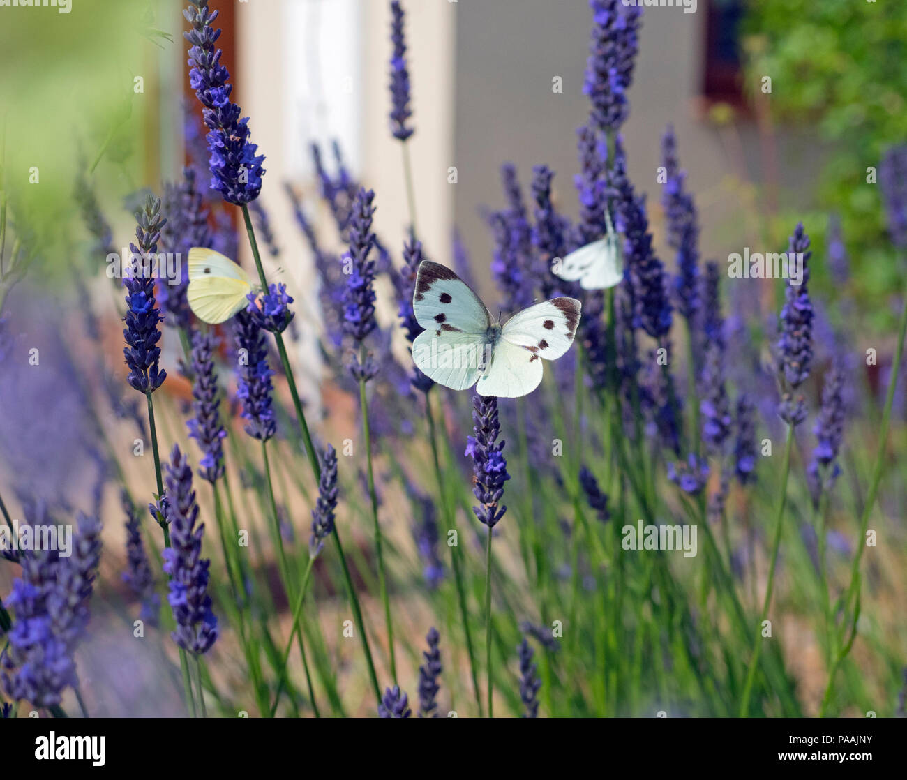 Großen weißen Schmetterling Pieris Brassicae Fütterung auf Lavendel Blumen im Garten Stockfoto