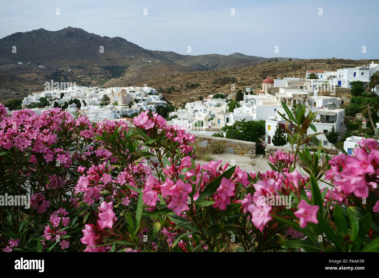 Marmor Stadt Pyrgosand blühende Oleander, Insel Tinos, Kykladen, Griechenland Stockfoto