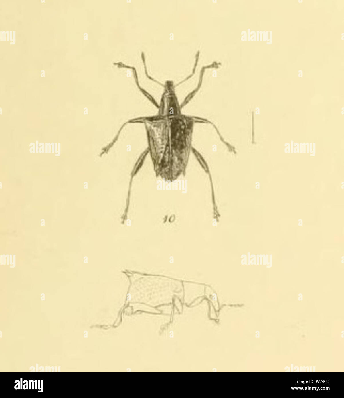 230 Scolopterus penicillatus Weiß 1846 Stockfoto
