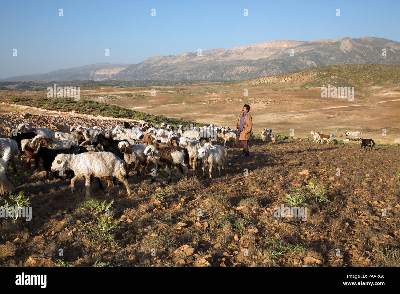 Qashqai Schäfer mit Herde in den frühen Morgen, Nomadenvolk, Iran Stockfoto