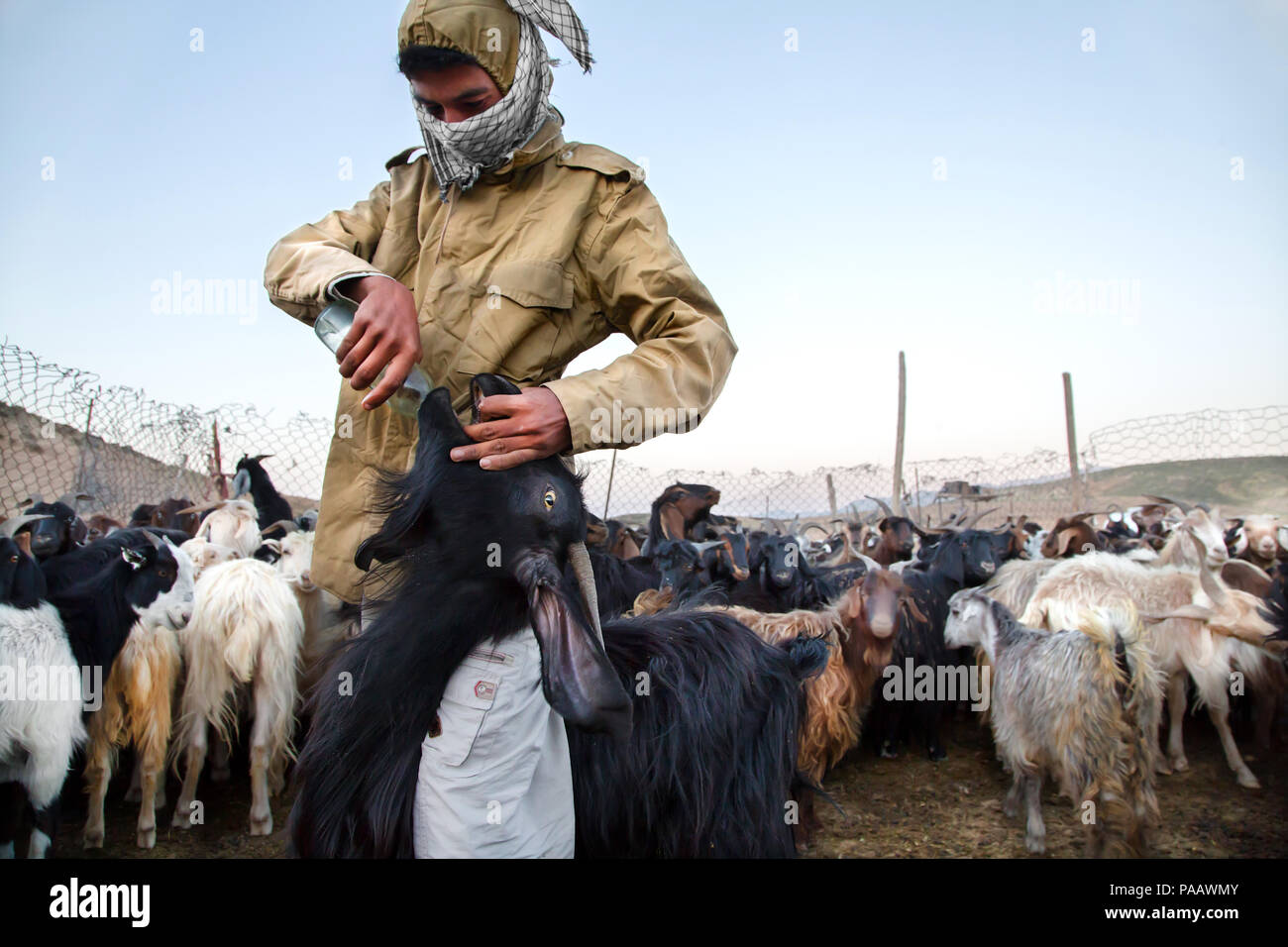 Qashqai Schäfer mit Herde in den frühen Morgen, Nomadenvolk, Iran Stockfoto