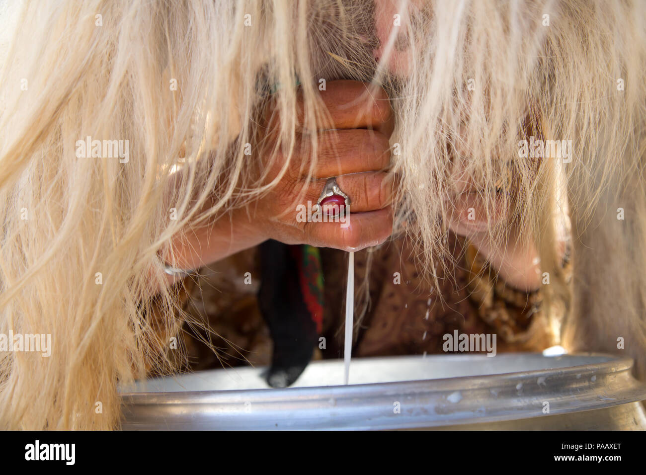 Hände von Qashqai wopman das Melken einer Ziege, Nomadenvolk, Iran Stockfoto