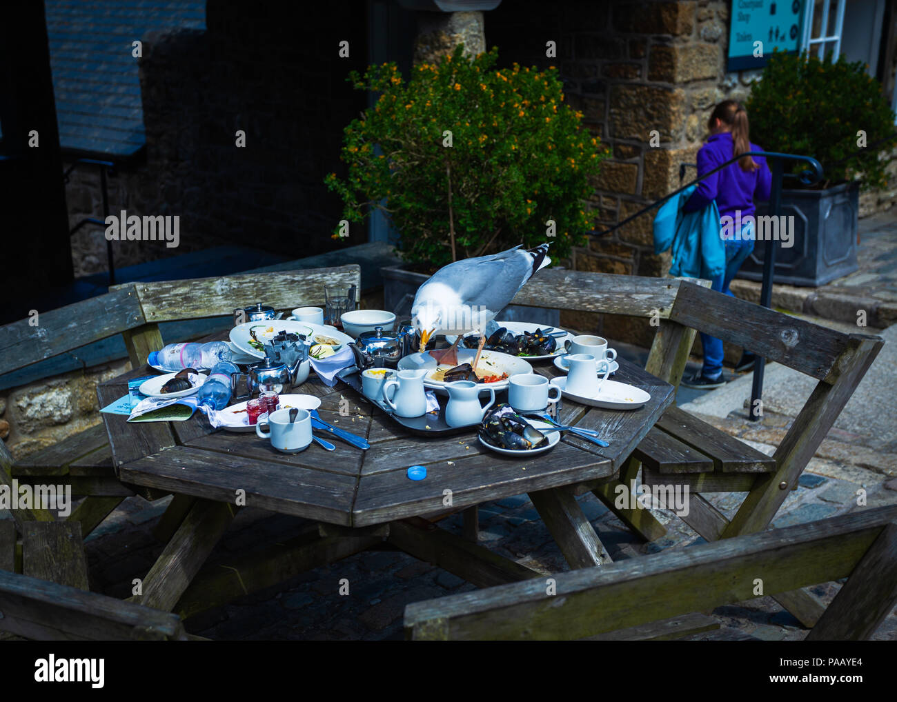 Silbermöwe reinigt bis Reste auf ein kornisches Tisch im Freien Stockfoto