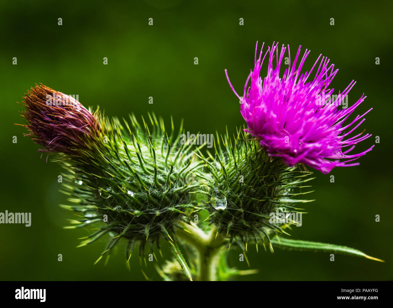 Sommer Speer Distel in der Blüte Cirsium vulgare Stockfoto Sommer Speer Distel in der Blüte Cirsium vulgare Stockfoto