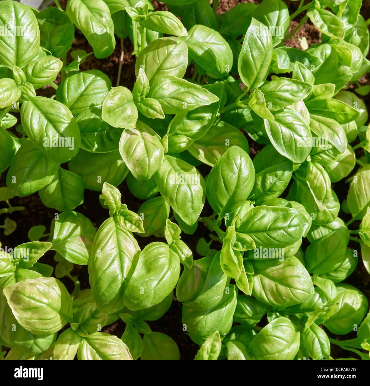 Eine Nahaufnahme der kulinarischen Basilikum (Ocimum basilicum) in einem Blumentopf enger zusammen gewachsen und bereit für den häuslichen Gebrauch. Stockfoto