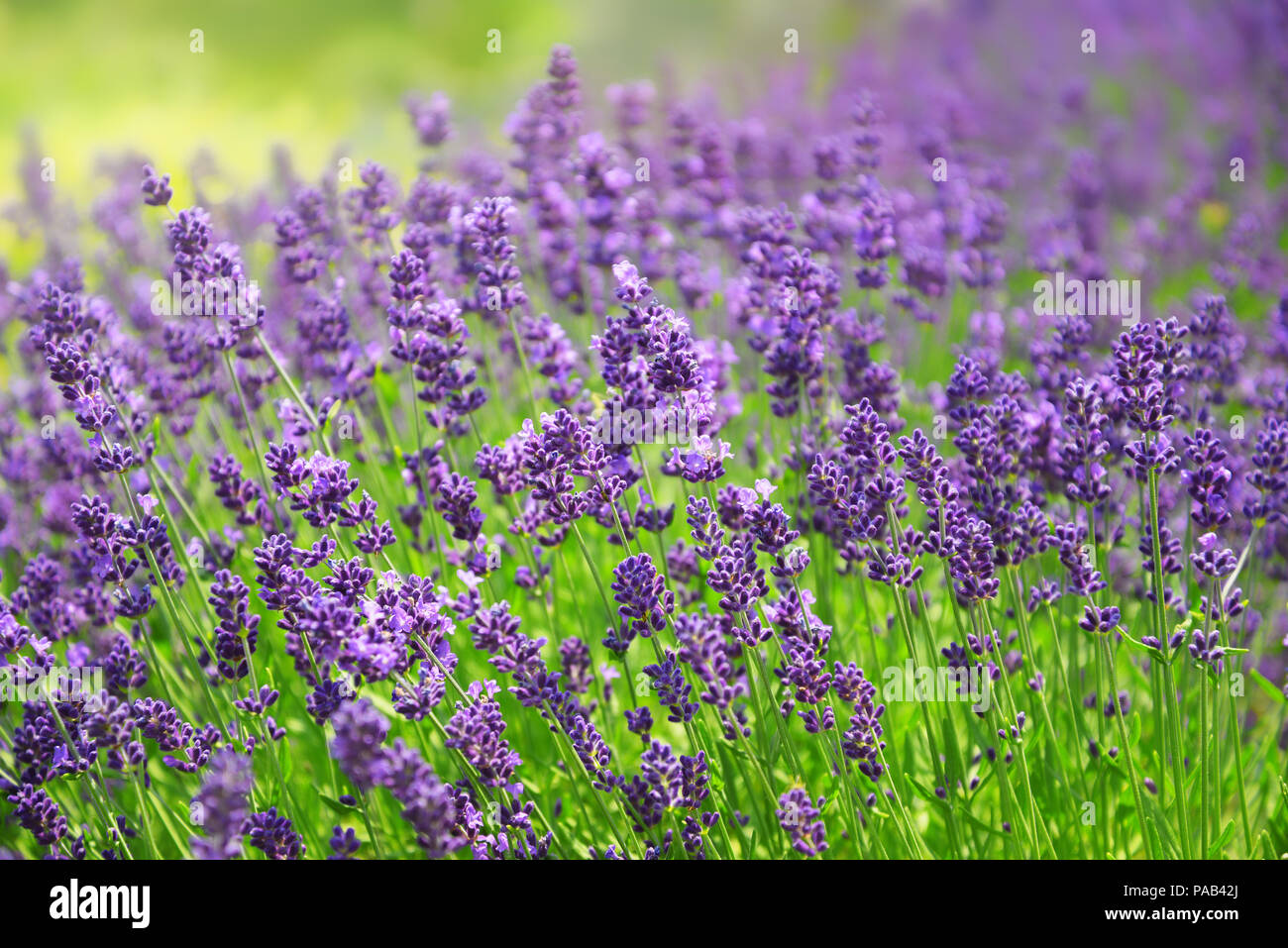 Nahaufnahme eines blühenden Lavendel Blumen Stockfoto