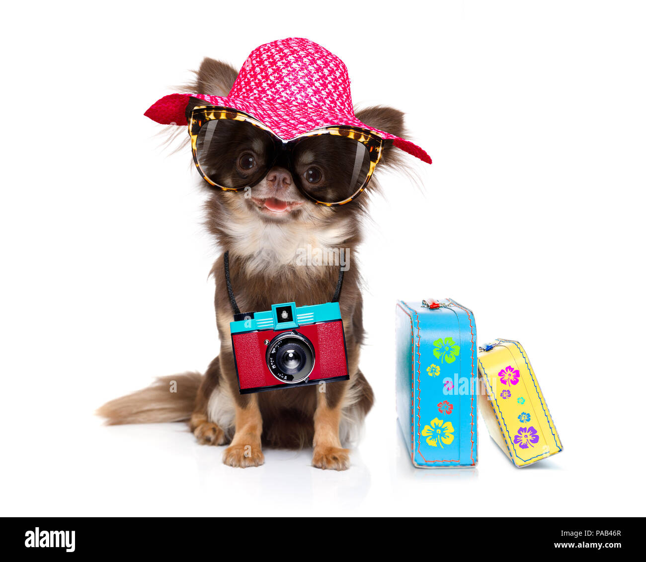 Chihuahua Hund suchen so cool mit Sonnenbrille und Foto Kamera bereit für den Sommer Urlaub, mit dem Gepäck auf weißem Hintergrund isoliert Stockfoto