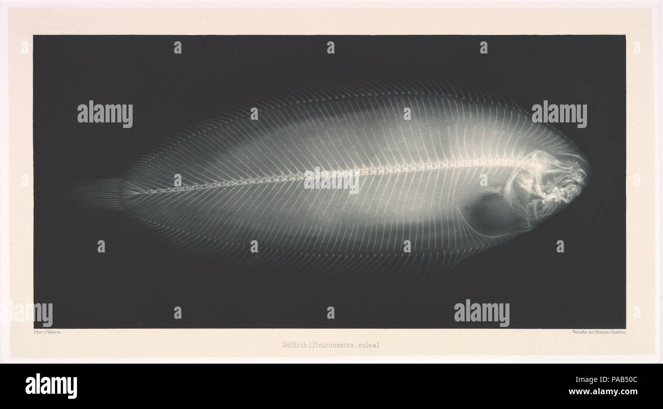 (Pleuronectes Solfisch solea). Artist: Josef Maria Eder (Österreichische, Krems an der Donau, 1855-1944 Kitzbühel); Eduard Valenta (Österreichische, 1857-1937). Abmessungen: Bild: 6 3/4 x 13 5/8 in. (17,1 × 34,6 cm) Platte: 8×14 13/16-in. (20,3 × 37,6 cm) Blatt: 13 13/16 x 19 11/16 in. (35,1 × 50 cm). Datum: 1896. Eder war der Direktor eines Instituts für grafische Prozesse und der Autor der frühen Geschichte der Fotografie. Mit dem photochemist Valenta, er ein Portfolio im Januar 1896 produziert, weniger als einen Monat nach Wilhelm Conrad Röntgen veröffentlicht seine Entdeckung der X-Strahlen. Eder und Valenta Volumen, her Stockfoto