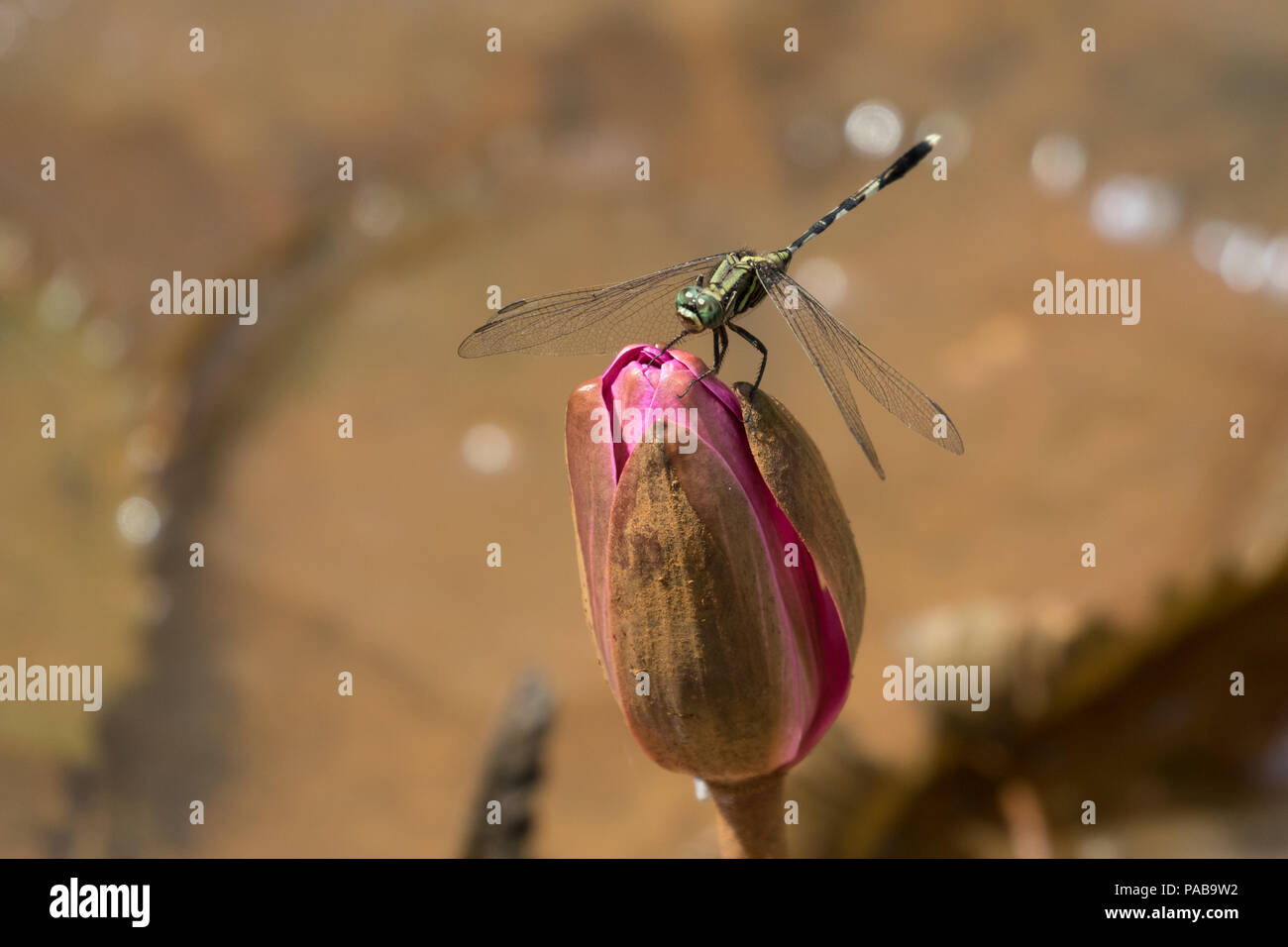 Große Dragonfly Ruhestätte auf dem Wasser Lilie Blume Stockfoto