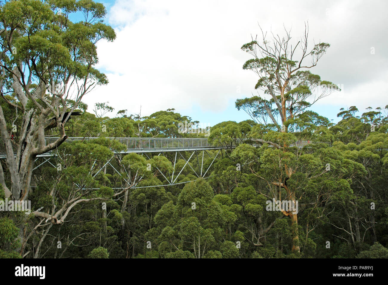 Teil des tree top walk in das Land der Riesen. Dänemark, Western Australia. Zwei Menschen gerade noch sichtbar sind. Stockfoto