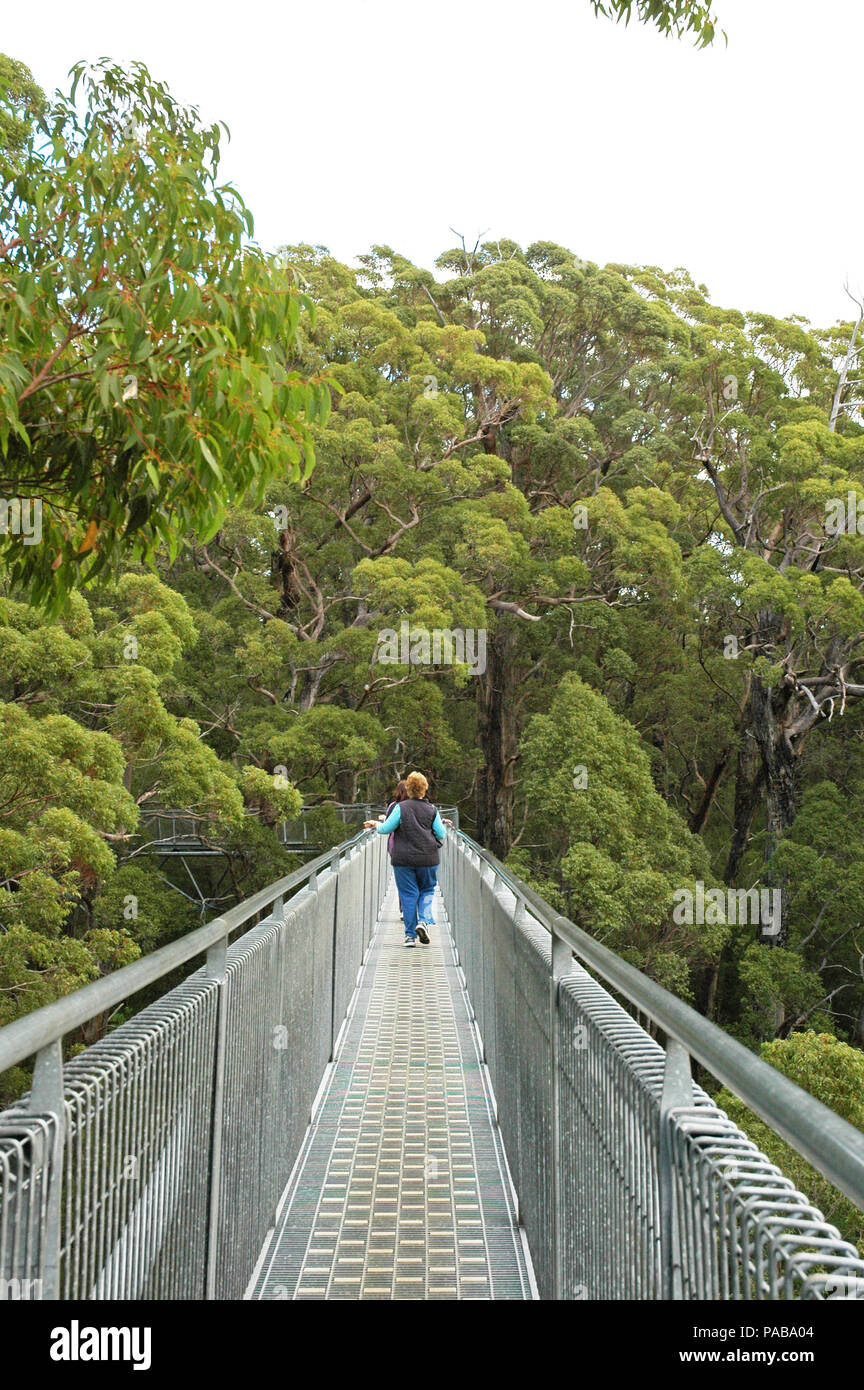 Menschen zu Fuß auf dem Tree Top Walk. Land der Riesen. Dänemark, Western Australia. Stockfoto