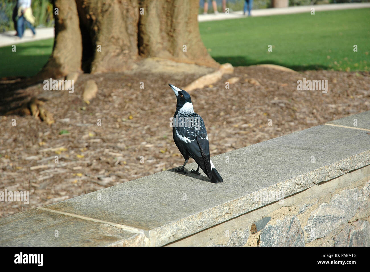 Australische Magpie, Cracticus tibicen, Western Art, mit Rücken fleckig, aber es gibt Vermischung zwischen den drei Arten, Norden, Süden und Westen Stockfoto