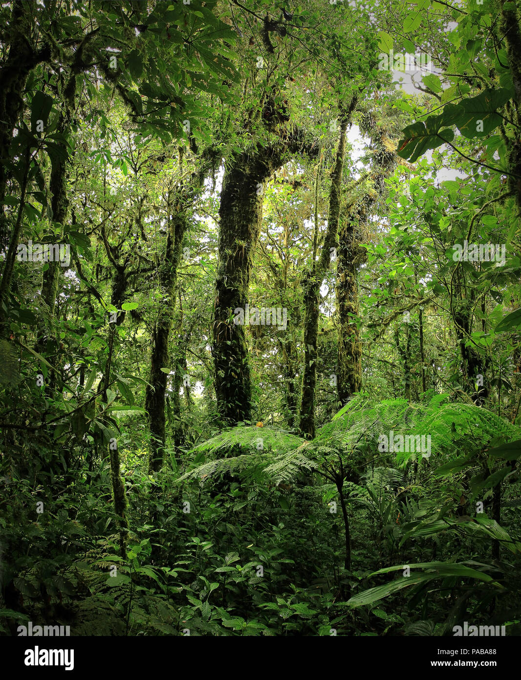 Primärwald in costa-rica Stockfoto