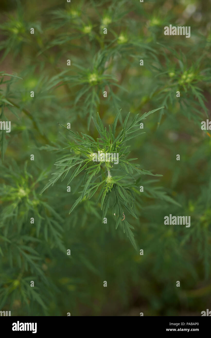 Ambrosia artemisiifolia Anlage Stockfotografie Alamy