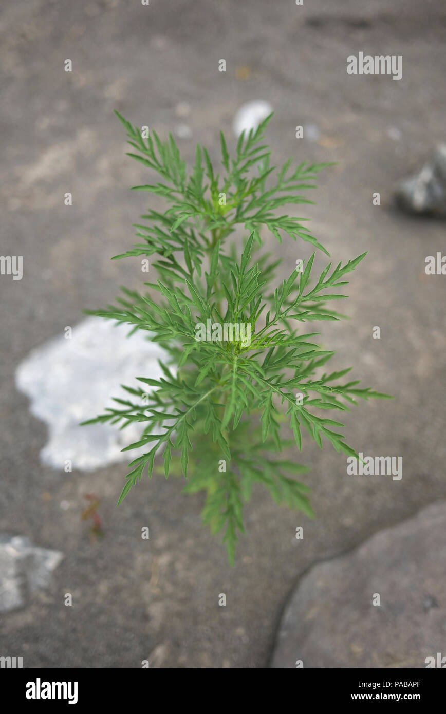 Ambrosia artemisiifolia Fotos und Bildmaterial in hoher Auflösung