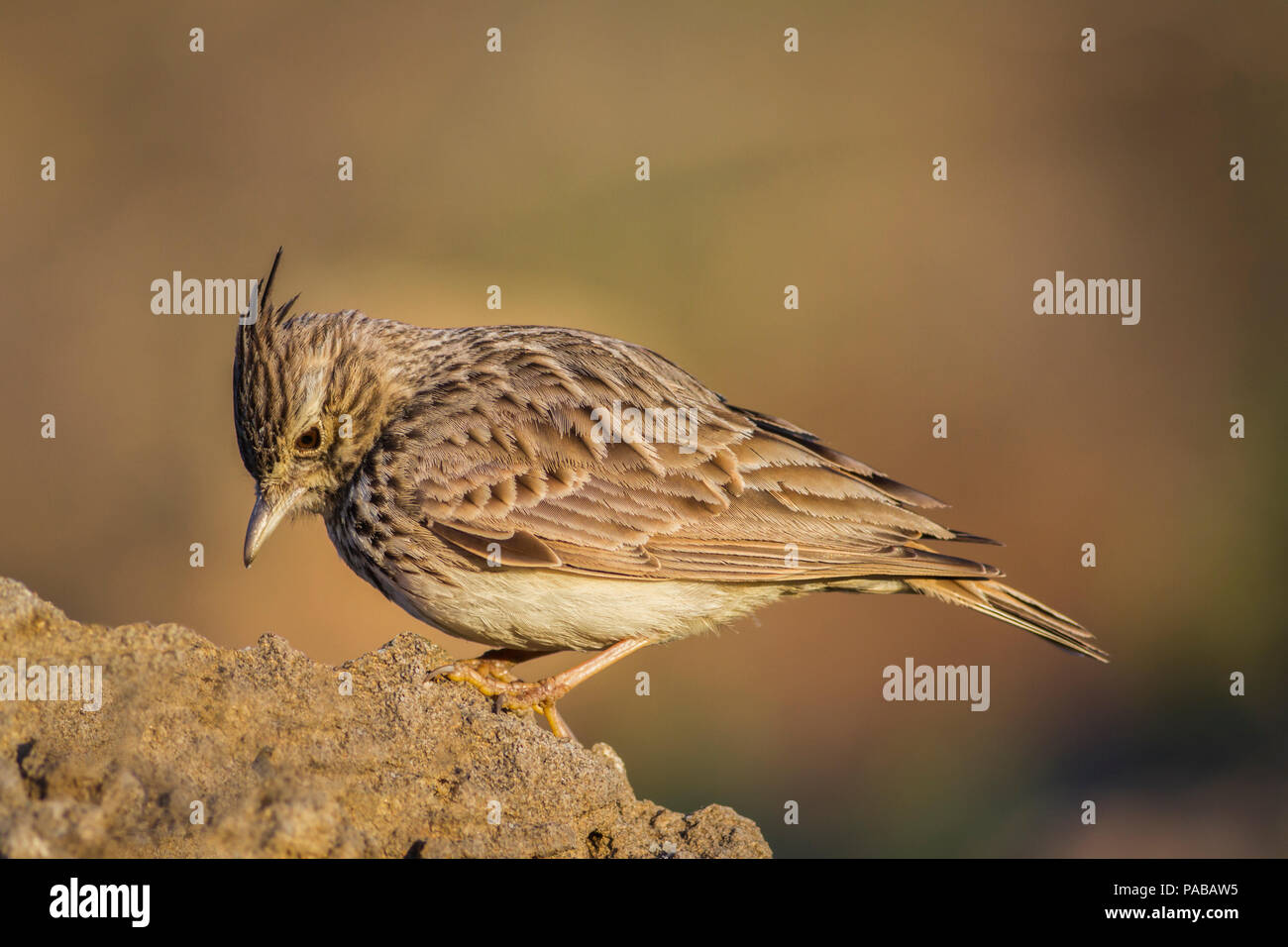 Cogujada Stop auf einem Felsen Stockfoto
