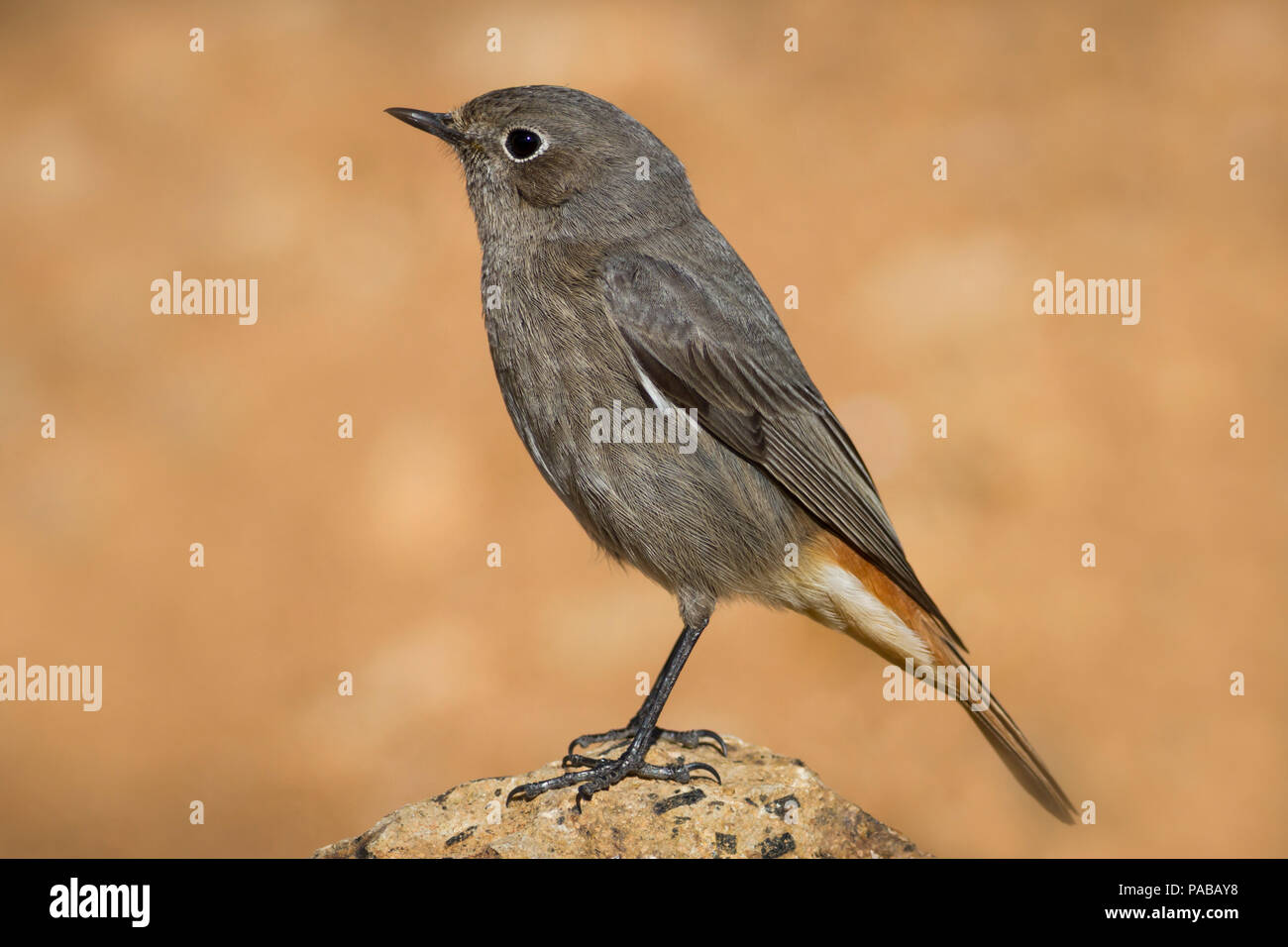 Redstart, stehend auf einem Rock Stockfoto