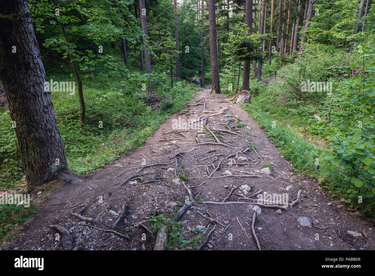 Waldweg im so genannten Slowakischen Paradies, nördlichen Teil der Slowakischen Erzgebirge in der Slowakei Stockfoto